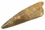 Fossil Spinosaurus Tooth - Real Dinosaur Tooth #344515-1